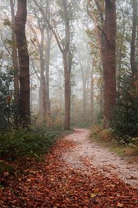Eine Allee im Slochter Wald