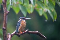 Ijsvogel in de regen, omgeving Veendam, Groningen van Karin van Rooijen Fotografie thumbnail