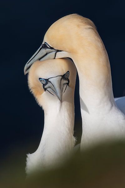 Tendernesses by Daniela Beyer