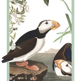 The Puffins by Jadzia Klimkiewicz