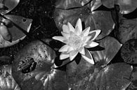 Frosch auf einem Seerosenblatt mit einer weißen Lilie. von Christa Stroo photography Miniaturansicht