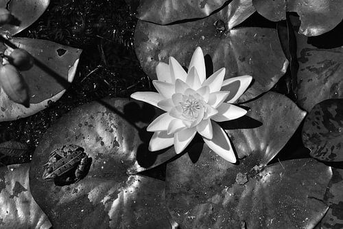 Grenouille sur un nénuphar avec un lys blanc.
