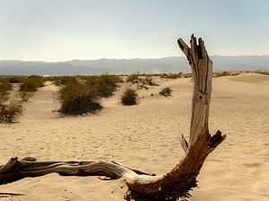 Arbre dans le désert sur Koen van der Werf