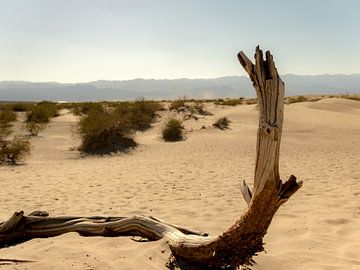 Tree in the desert by Koen van der Werf