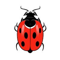 Ladybird