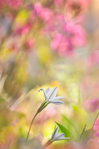 Frühlingsfarben im Garten