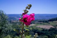 Belle fleur violette