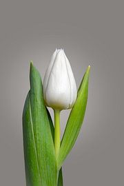 Weiße Tulpe  11  – Hell von Cindy Coenen Fine Art Photography