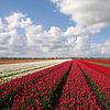 Hollandse bloeienden rode en witte tulpen van Maurice de vries