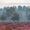 Paysage de landes en fleurs dans la réserve de biosphère des landes et des étangs de Haute-Lusace sur Holger W. Spieker