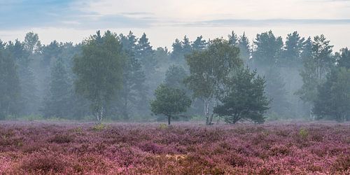 Bloeiende heide in het biosfeerreservaat Oberlausitzer Heide- und Veenlandschaft
