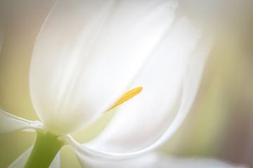 Tulp wit van Enna Butte