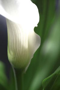 calla