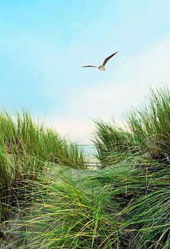 Dune Grass by Jacky