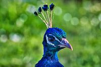ein Pfau