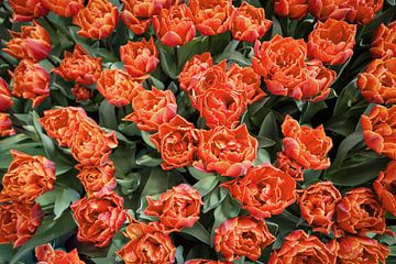 Veld vol tulpen van bovenaf van Evelien Oerlemans