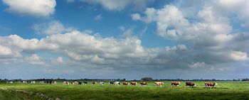 Marche des vaches à Groningen