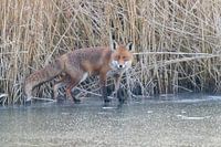 Renard sur la glace