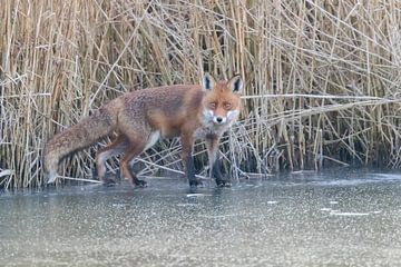 Fox on ice by Bas Groenendijk