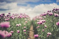 Papaver