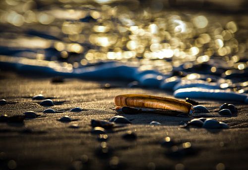 Schelpen op het strand
