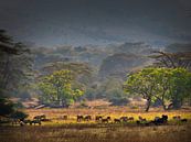 'Hof van Eden', in de kratermond van de Ngorongoro. van Machiel Zwarts thumbnail