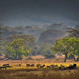 'Hof van Eden', in de kratermond van de Ngorongoro. van Machiel Zwarts