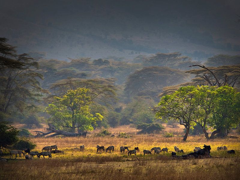 'Hof van Eden', in de kratermond van de Ngorongoro. van Machiel Zwarts
