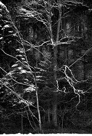 Branches enneigées sur André Post