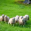 Schafherde auf einer grünen Wiese. Skandinavische Landschaft. Nutztier. von Martin Köbsch