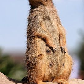 Le Guetteur - Portrait d'un suricate sur Louise Riethoff