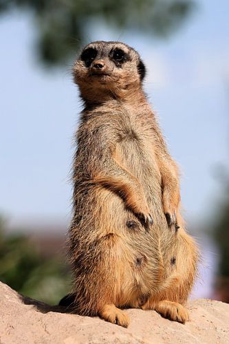 Le Guetteur - Portrait d'un suricate