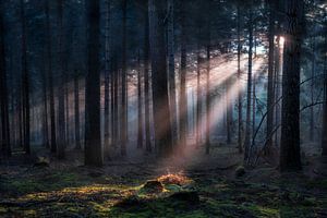 Zonsopkomst in het bos