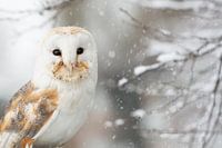 Barn owl in the snow