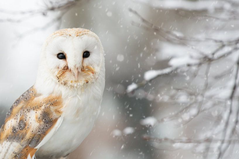 Barn owl in the snow by Cindy Van den Broecke