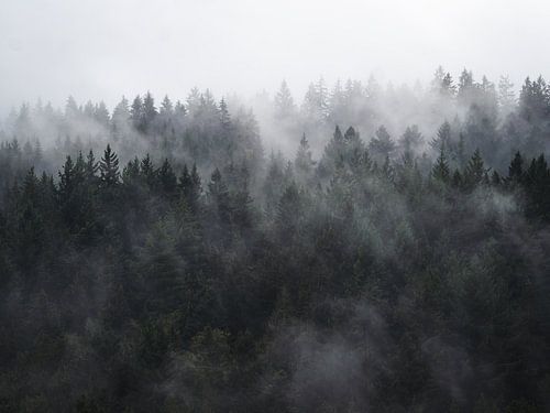 Tannenwald im Nebel