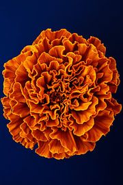 Luminous blossom by Poster Art Shop