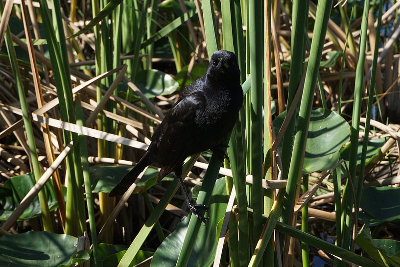 Nature by Sylvia Natuur Fotograaf Groen