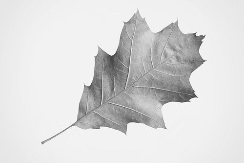 Droog eikenblad in de herfst