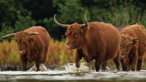 Scottish Highland cattle in the water
