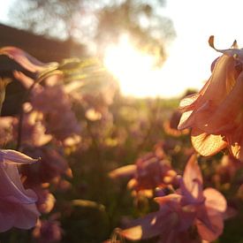 Schemering zon door roze bloemen van Keline van Dijk
