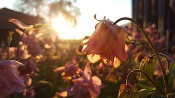 Dämmerungssonne durch rosa Blüten von Keline van Dijk