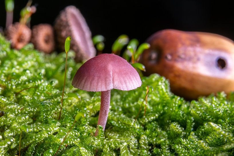 Small violet lacquer funnel between leaves and fir needles on the forest floor by Hans-Jürgen Janda