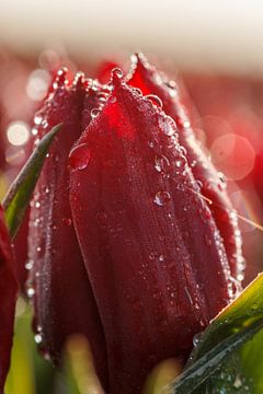 Rode tulp met druppels dauw van Vivianne Molenaar-Seinen