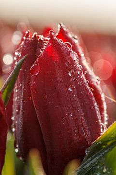 Red tulip with drops of dew