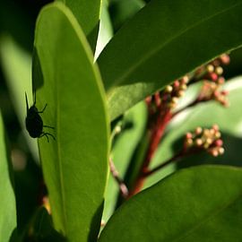 A fly hiding on a plant