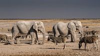 Afrikaanse olifant