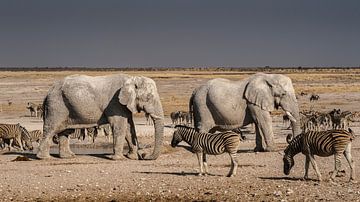 Afrikaanse olifant von Albert van Heugten
