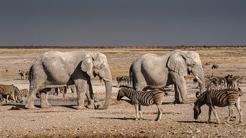 Afrikaanse olifant sur Albert van Heugten