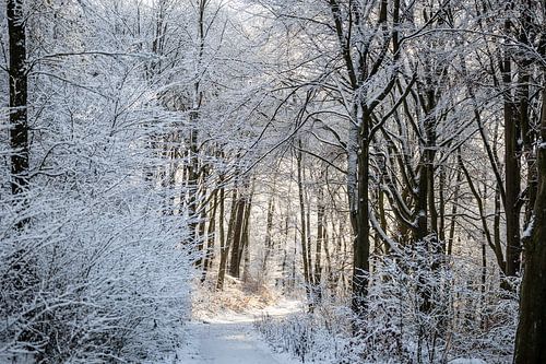 winter in het bos met morgenzon